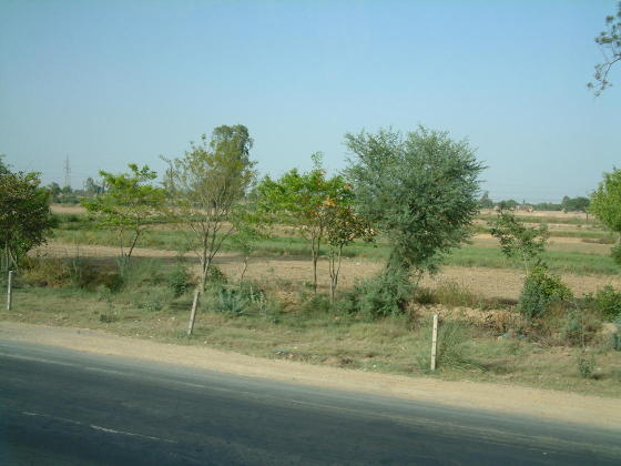 The side of a road with scrub beyond