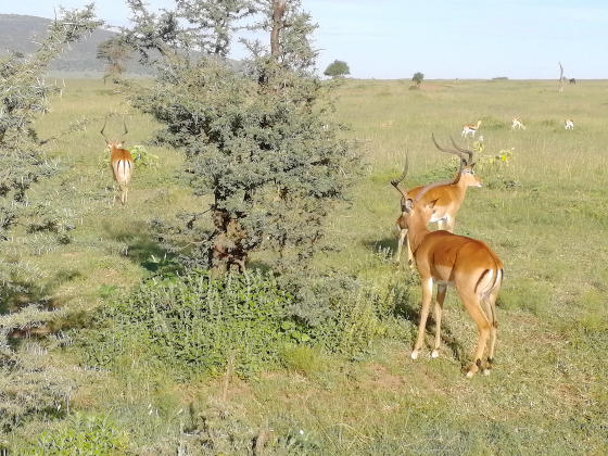 Impala in the African bush
