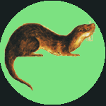 A painting of an otter on a green background